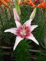 [4013 Dotcom No102.JPG]